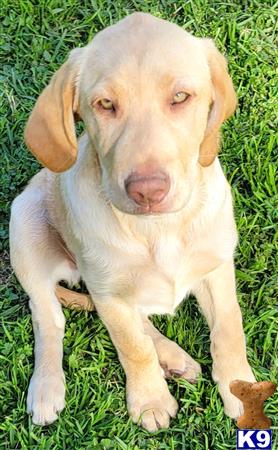 club4paws Picture 2
